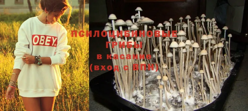 Псилоцибиновые грибы Psilocybe  Ивдель 